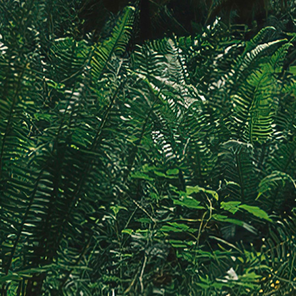 Komar Fotobehang Digitale print vlies - Hall of Mosses - Afmeting 400 x 250 cm (1 stuk)