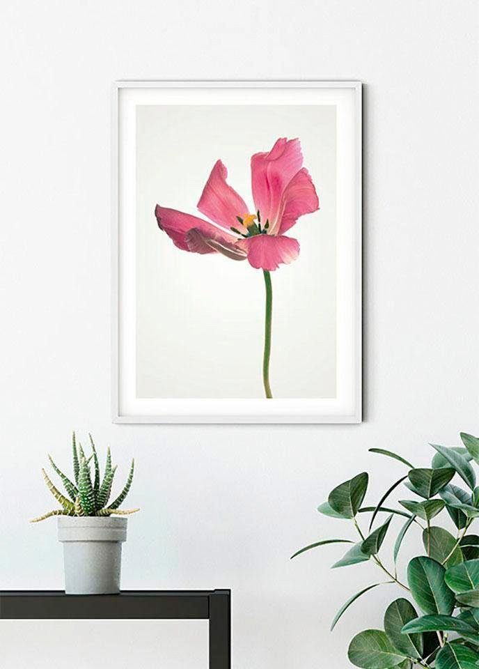 Komar Wanddecoratie TULIP Wanddecoratie - zonder lijst (1 stuk)