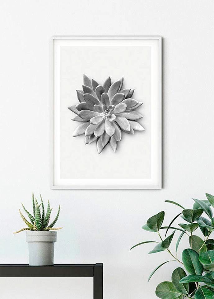 Komar Wanddecoratie Succulent agave Wanddecoratie - zonder lijst (1 stuk)