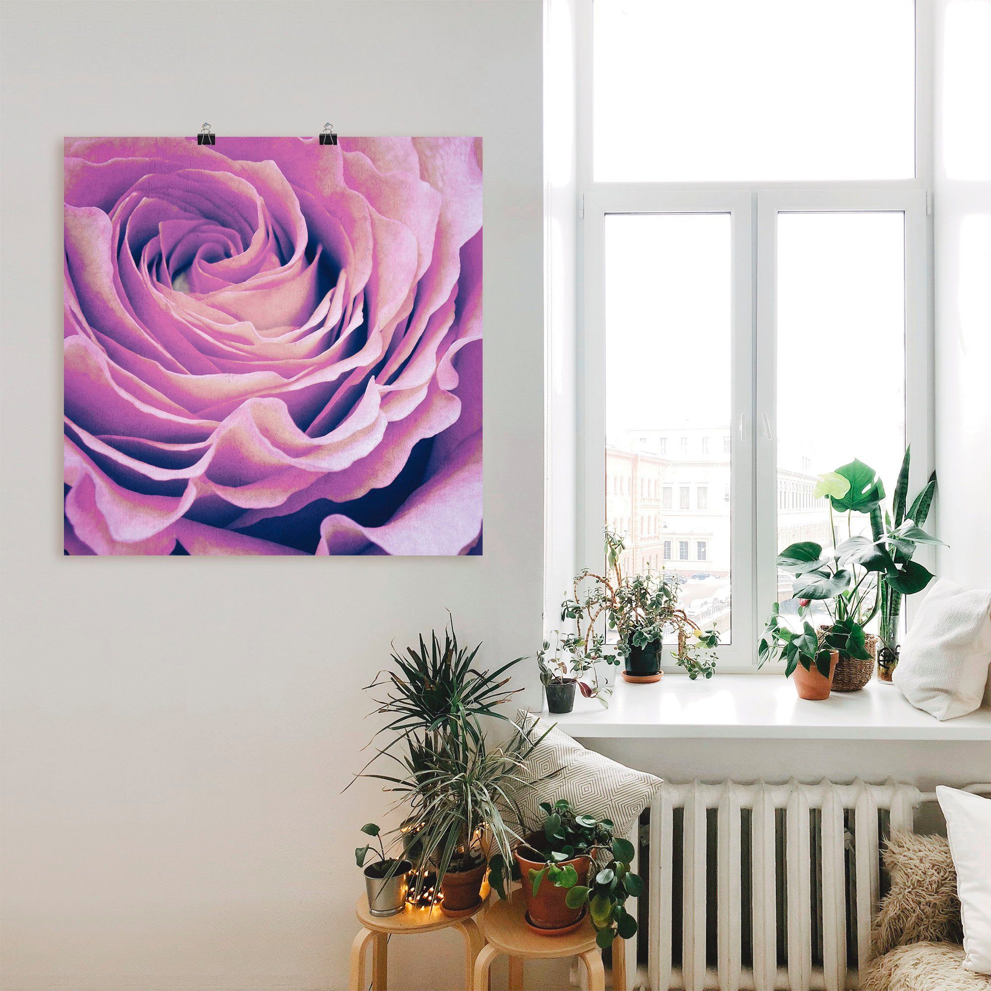 Artland Artprint Paars Roos als artprint op linnen, poster in verschillende formaten maten