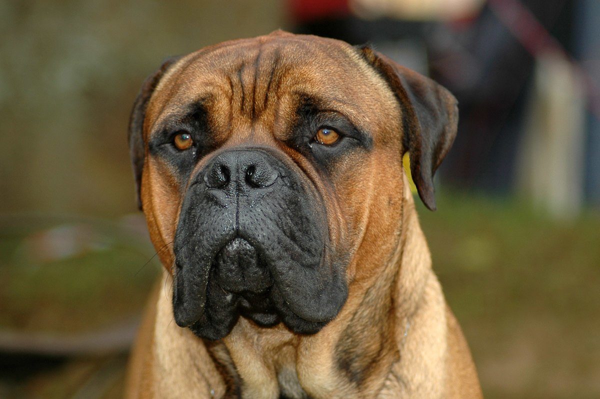 Papermoon Fotobehang Bullmastiff-Porträt