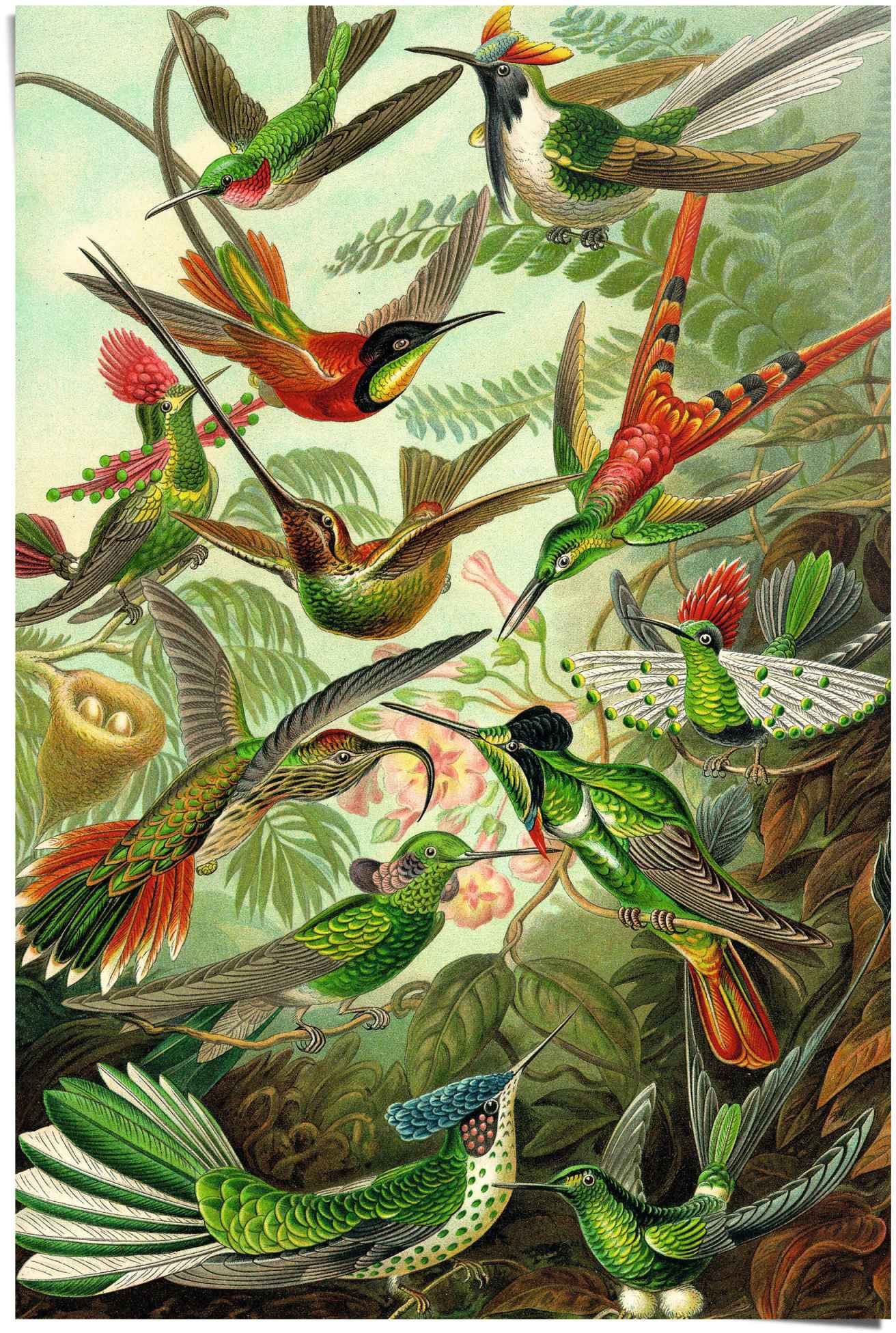 Reinders! Poster Hummingbirds vogel - diermotief - natuur - botanisch - Ernst Haeckel dieren groen