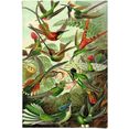 reinders! poster hummingbirds vogel - tiermotiv - natur - botanisch - ernst haeckel (1 stuk) groen