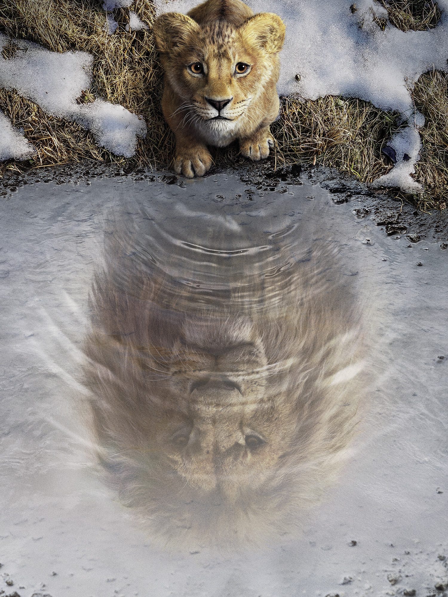 Komar Artprint Disney Mufasa The Lion King 300 x 280 cm (breedte x hoogte) - behang, vlies, woonkamer, slaapkamer (1 stuk)