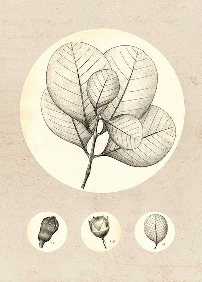 Komar Wanddecoratie Transparant Leaf Wanddecoratie - zonder lijst (1 stuk)