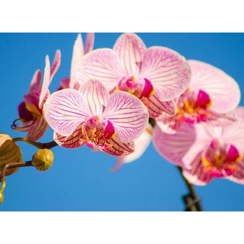 BMD fotobehang Pink Phalaenopsis Orchid
