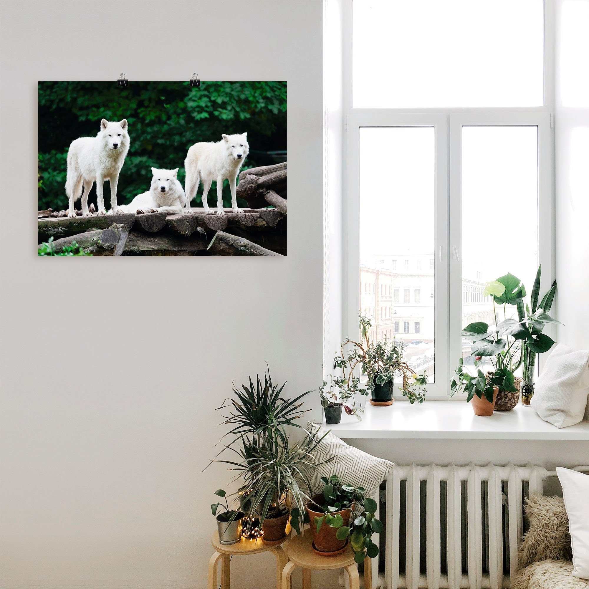 Artland Artprint Arctische wolven als artprint op linnen, poster in verschillende formaten maten