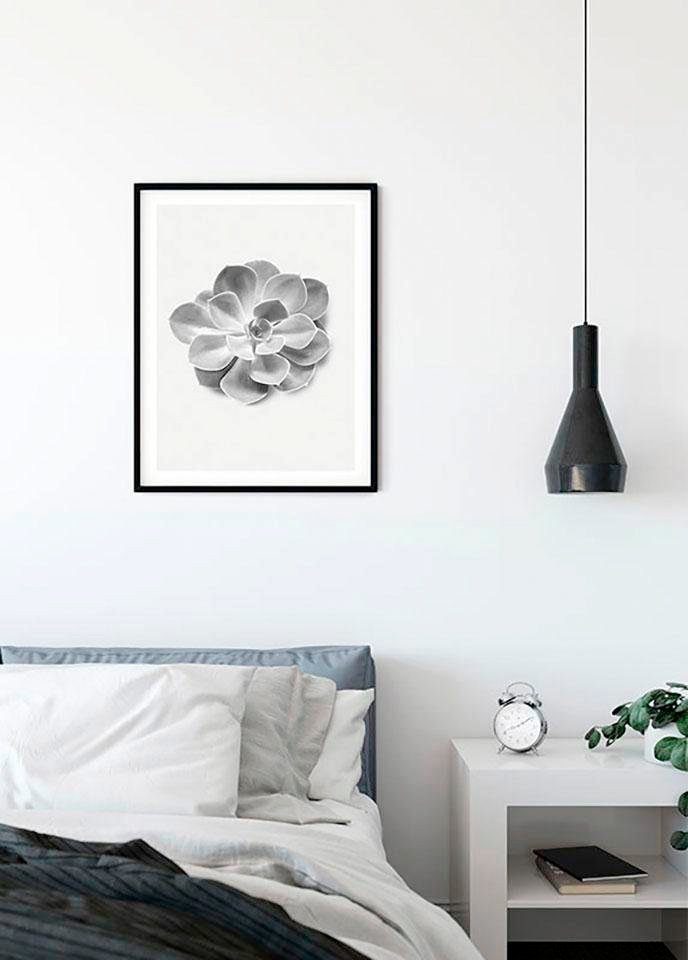 Komar Wanddecoratie Succulent Aeonium Wanddecoratie - zonder lijst (1 stuk)