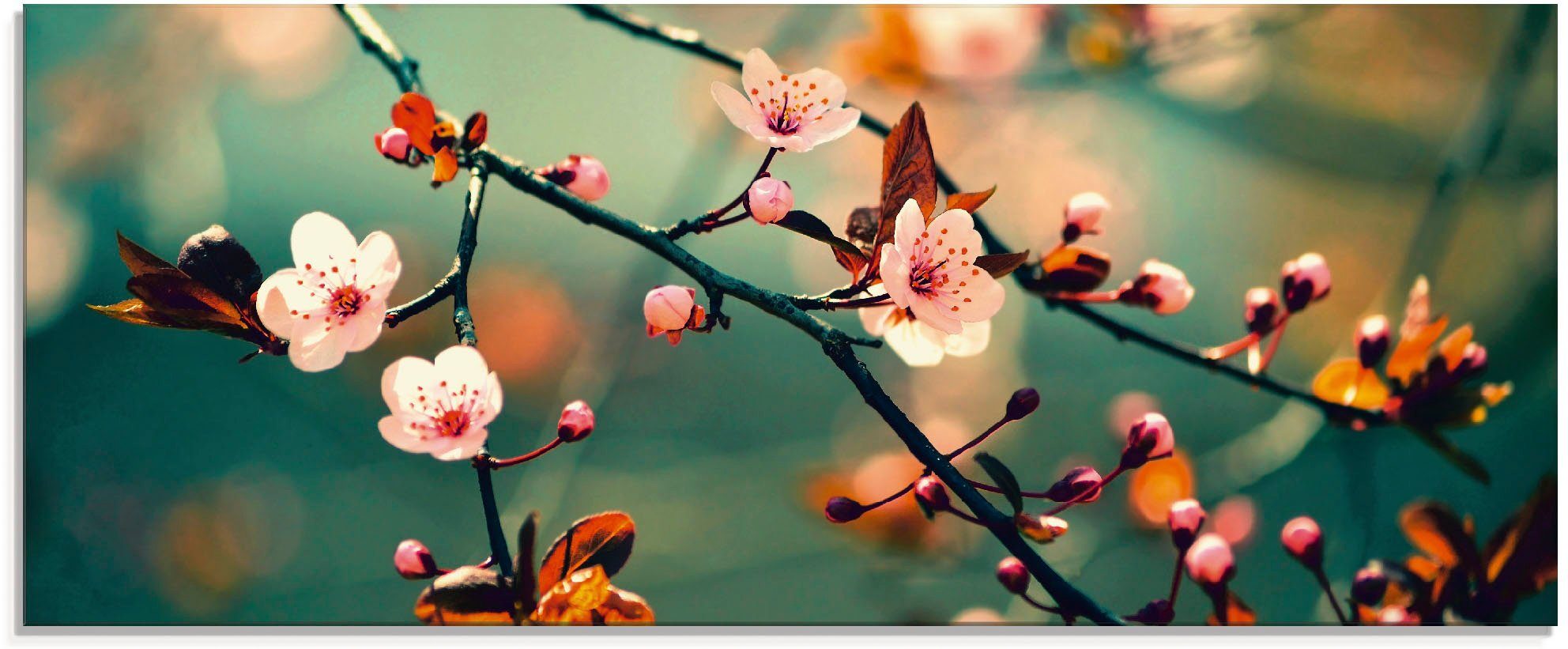 Artland print op glas Japanische Kirsch Sakura Blumen