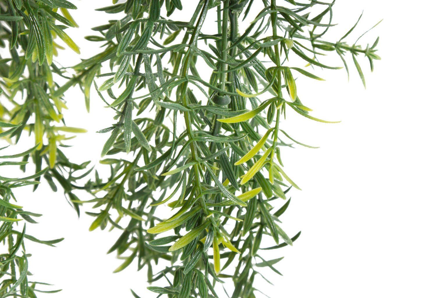 Botanic-Haus Kunst-potplanten Asparagus-plantenhanger (1 stuk)
