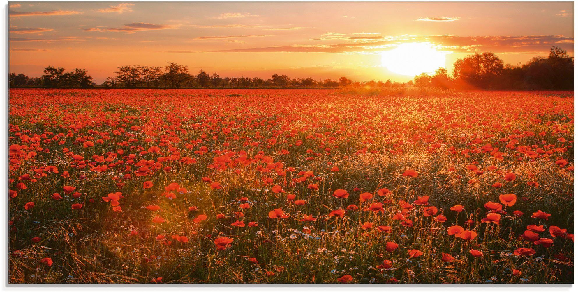 Artland Print op glas Klaprozenveld bij zonsondergang glazen artprint rood