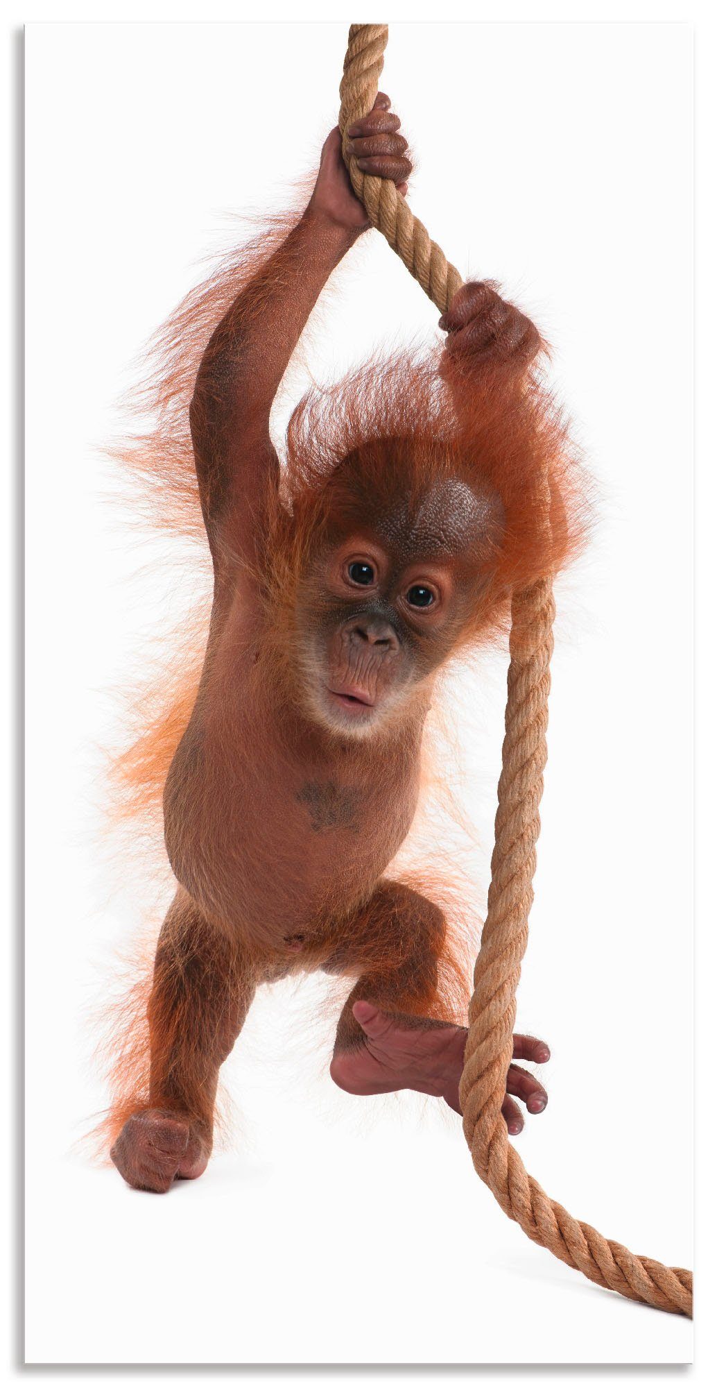 Artland Artprint Baby orang oetan hangt aan het touw I in vele afmetingen & productsoorten - artprint van aluminium / artprint voor buiten, artprint op linnen, poster, muursticker