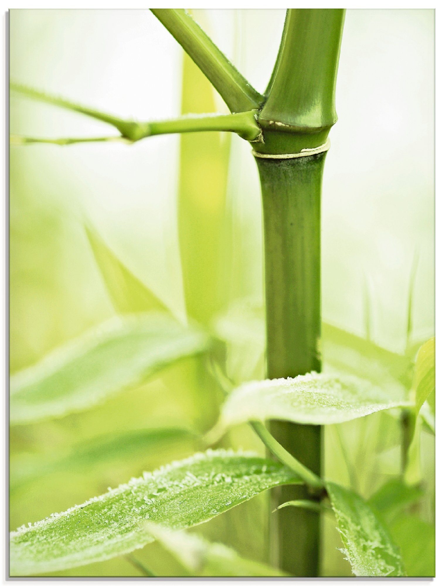 Artland Print op glas Bamboe tak in verschillende maten glazen artprint groen