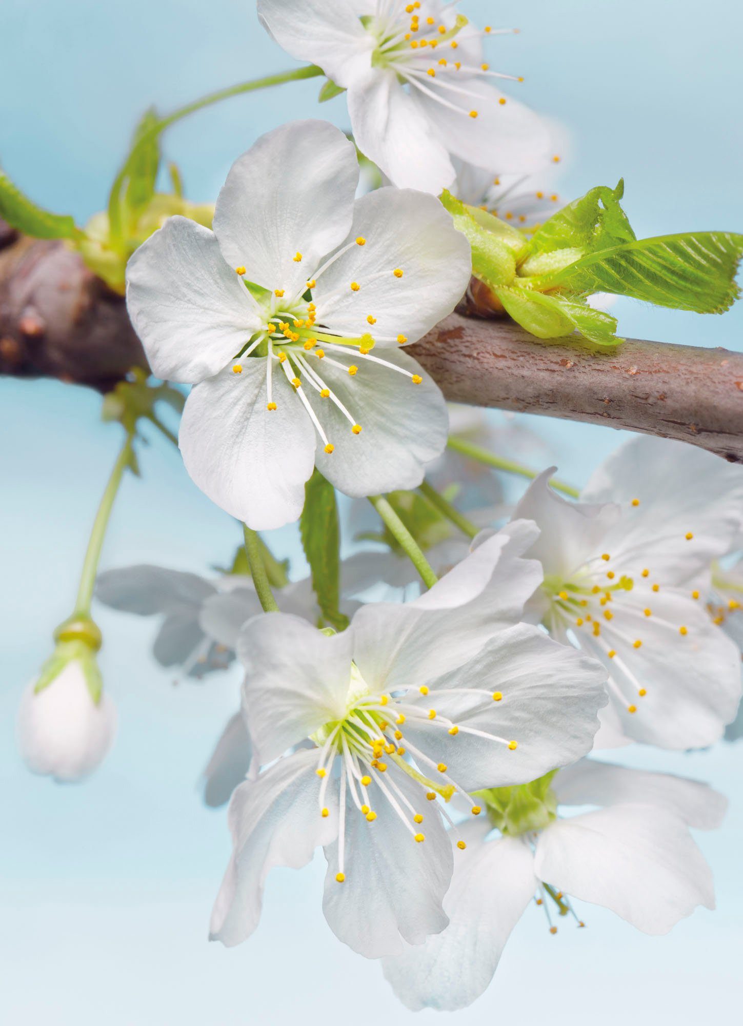 Komar fotobehang Blossom