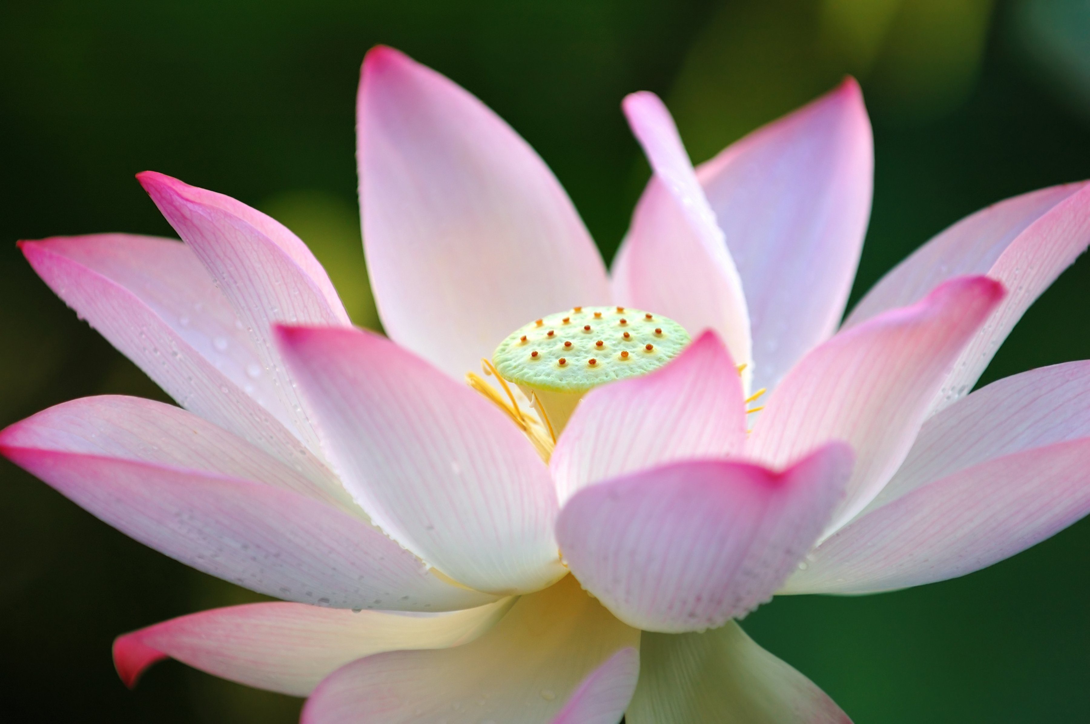 Papermoon Fotobehang Lotus flower