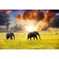 papermoon fotobehang african elephants multicolor