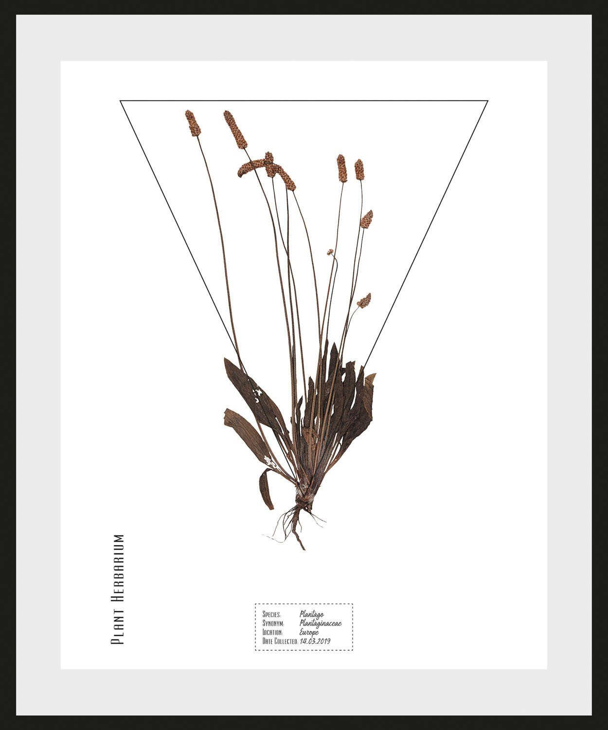 queence Wanddecoratie Plantaginaceae HD premium posterdruk incl. houten lijst (1 stuk)