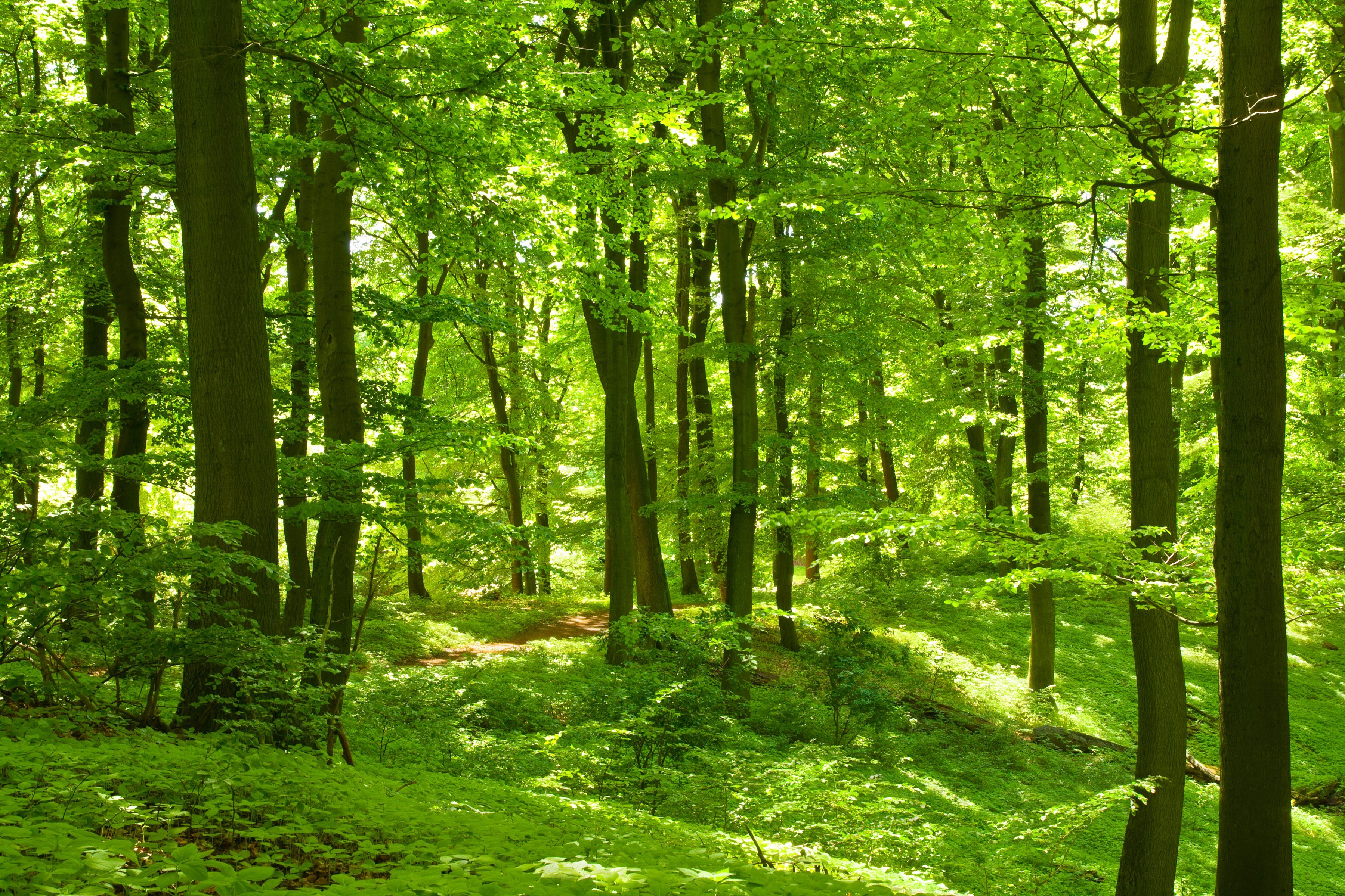 Papermoon Fotobehang German Beech forest