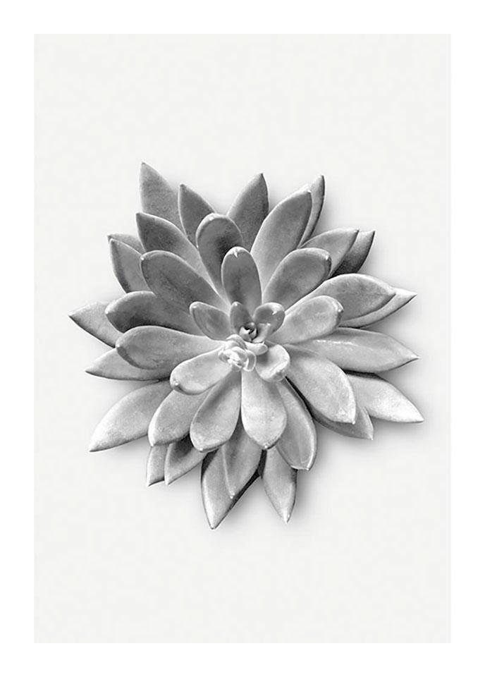 Komar Poster Succulent agave Hoogte: 40 cm