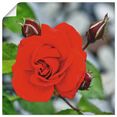 artland artprint rode roos met knoppen in vele afmetingen  productsoorten - artprint van aluminium - artprint voor buiten, artprint op linnen, poster, muursticker - wandfolie ook geschikt voor de badkamer (1 stuk) rood