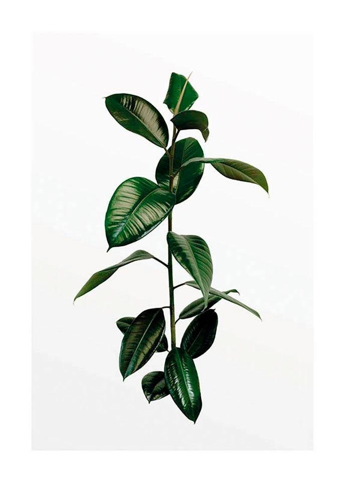 Komar Poster Ficus Branch Hoogte: 40 cm