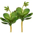creativ green kunstplant echeveria met bloem set van 3 (3 stuks) groen