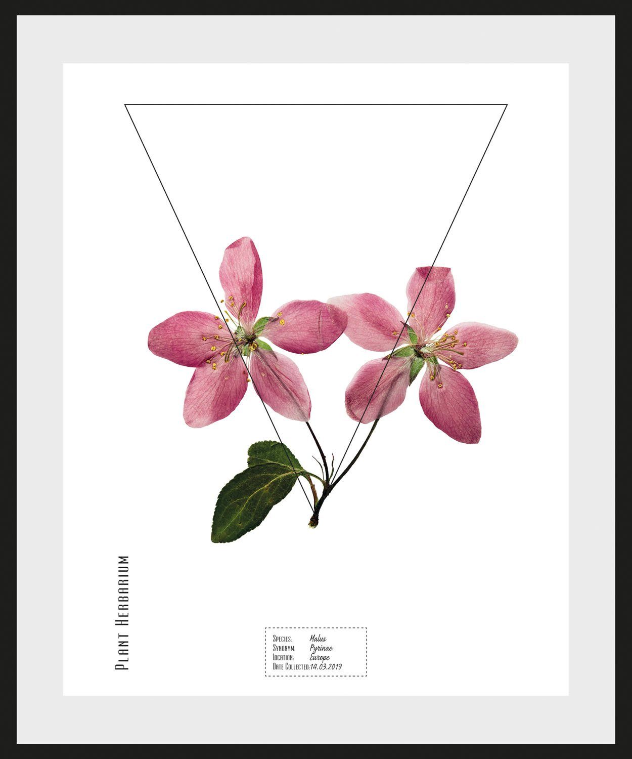 queence Wanddecoratie Malus (1 stuk)