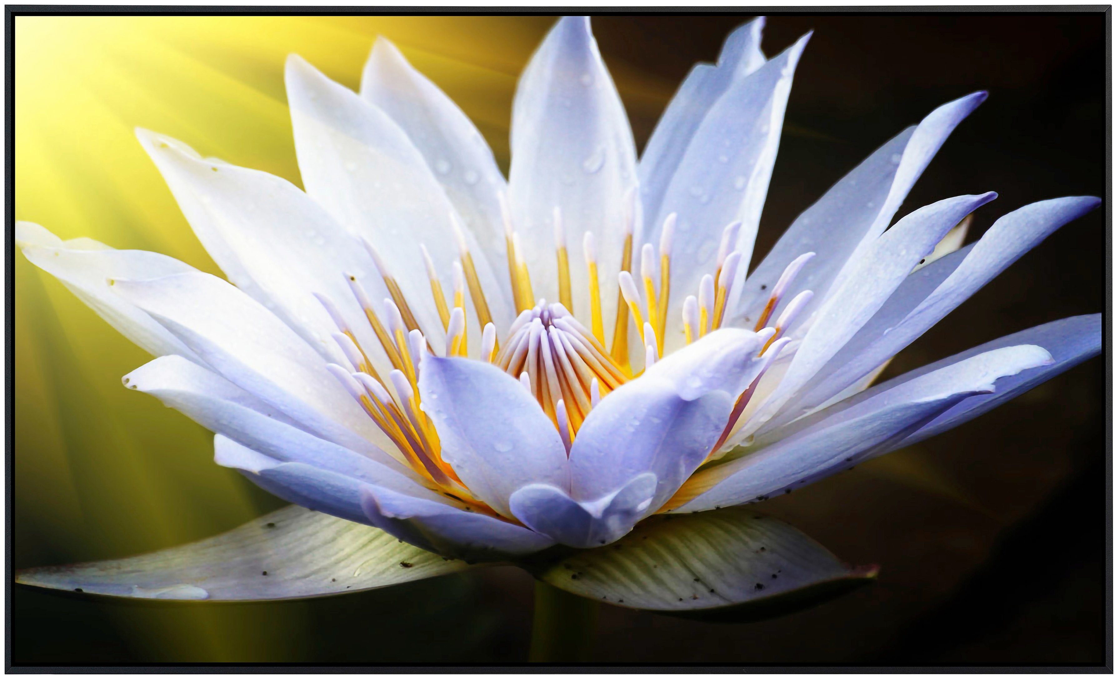 Papermoon Infraroodverwarming Lotus bloem zeer aangename stralingswarmte