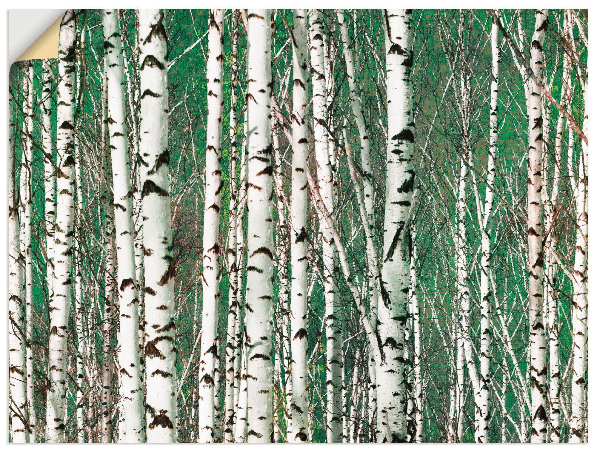 Artland Artprint Berkenbos - bomen in vele afmetingen & productsoorten - artprint van aluminium / artprint voor buiten, artprint op linnen, poster, muursticker / wandfolie ook gesc