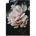 artland artprint magnolia ii in vele afmetingen  productsoorten - artprint van aluminium - artprint voor buiten, artprint op linnen, poster, muursticker - wandfolie ook geschikt voor de badkamer (1 stuk) roze