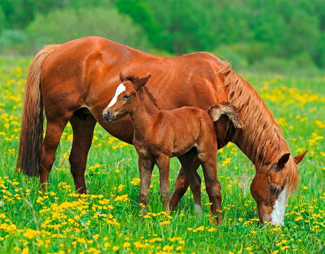 Papermoon Fotobehang Horses Vlies, 5 banen, 250 x 180 cm (5 stuks)