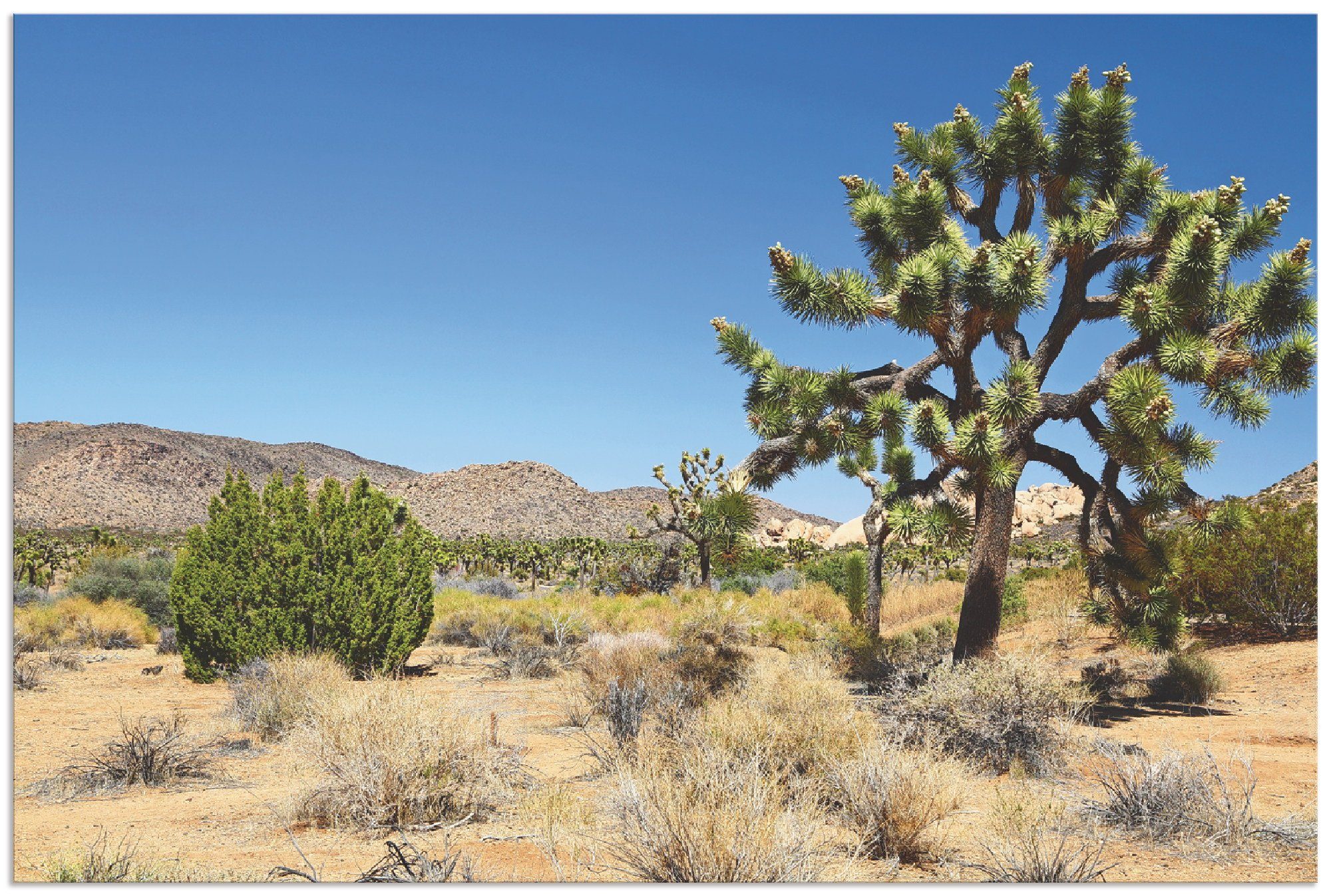 Artland Artprint Joshua Tree in de Mojave woestijn I in vele afmetingen & productsoorten - artprint van aluminium / artprint voor buiten, artprint op linnen, poster, muursticker /