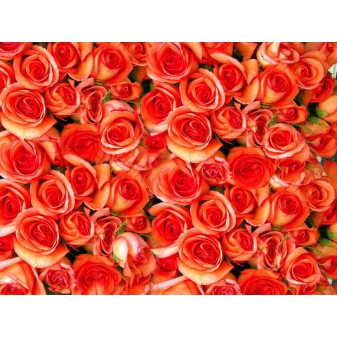 BMD fotobehang Orange Roses