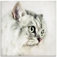 artland print op glas kattenportrett wit (1 stuk) wit