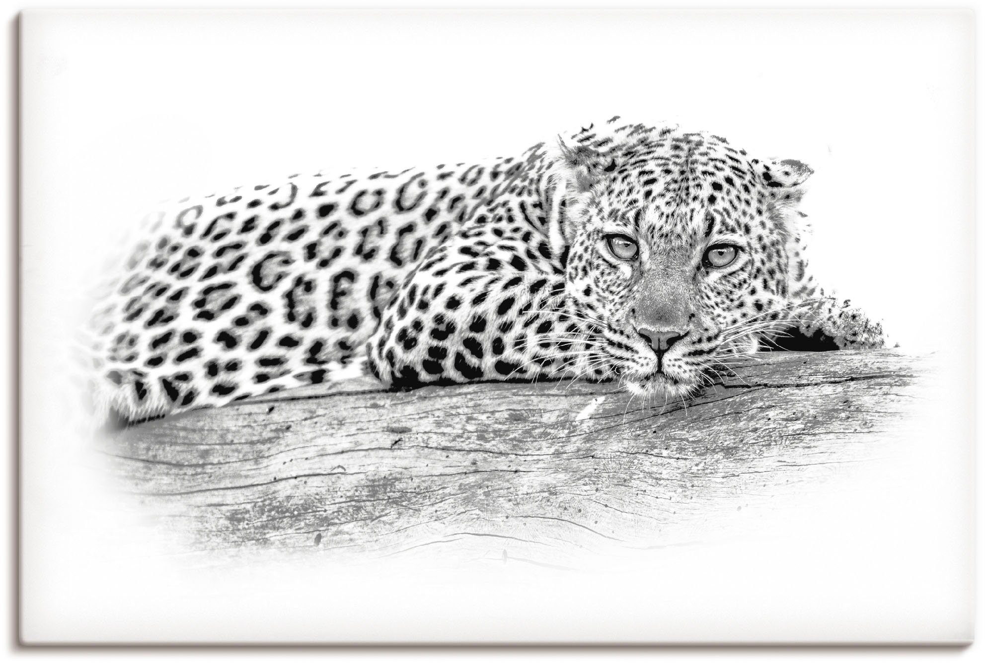 Artland Artprint Leopard High Key Optik in vele afmetingen & productsoorten - artprint van aluminium / artprint voor buiten, artprint op linnen, poster, muursticker / wandfolie ook