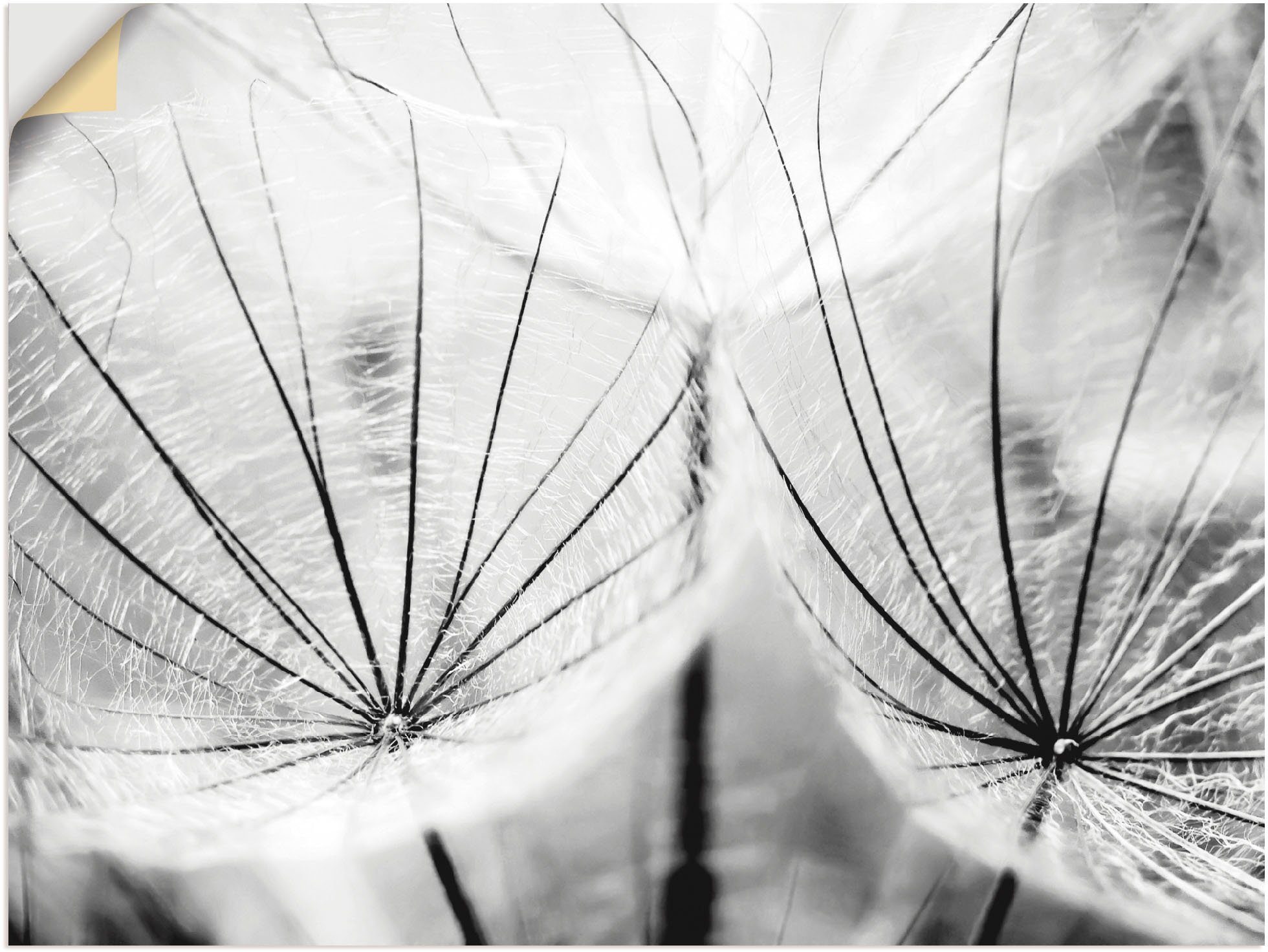 Artland Artprint Pluizenbol in zwart-wit in vele afmetingen & productsoorten - artprint van aluminium / artprint voor buiten, artprint op linnen, poster, muursticker / wandfolie oo
