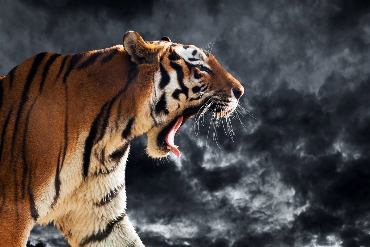 Papermoon Fotobehang Brüllender wilder Tiger