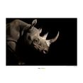 komar poster black rhinoceros hoogte: 30 cm multicolor
