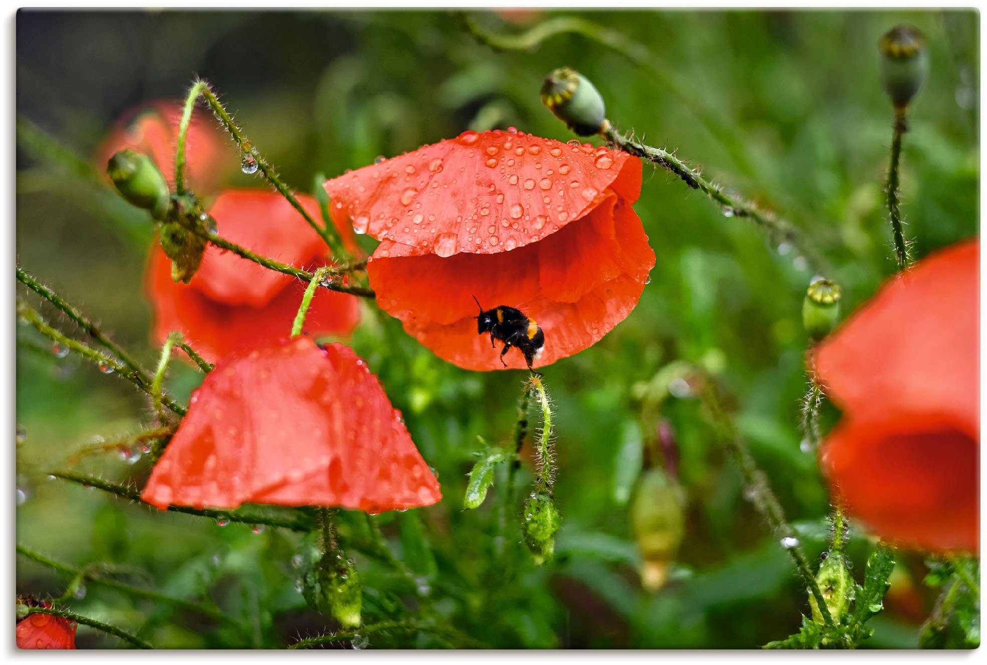 Artland Artprint Hummel sucht Schutz vor Regen in vele afmetingen & productsoorten - artprint van aluminium / artprint voor buiten, artprint op linnen, poster, muursticker / wandfo