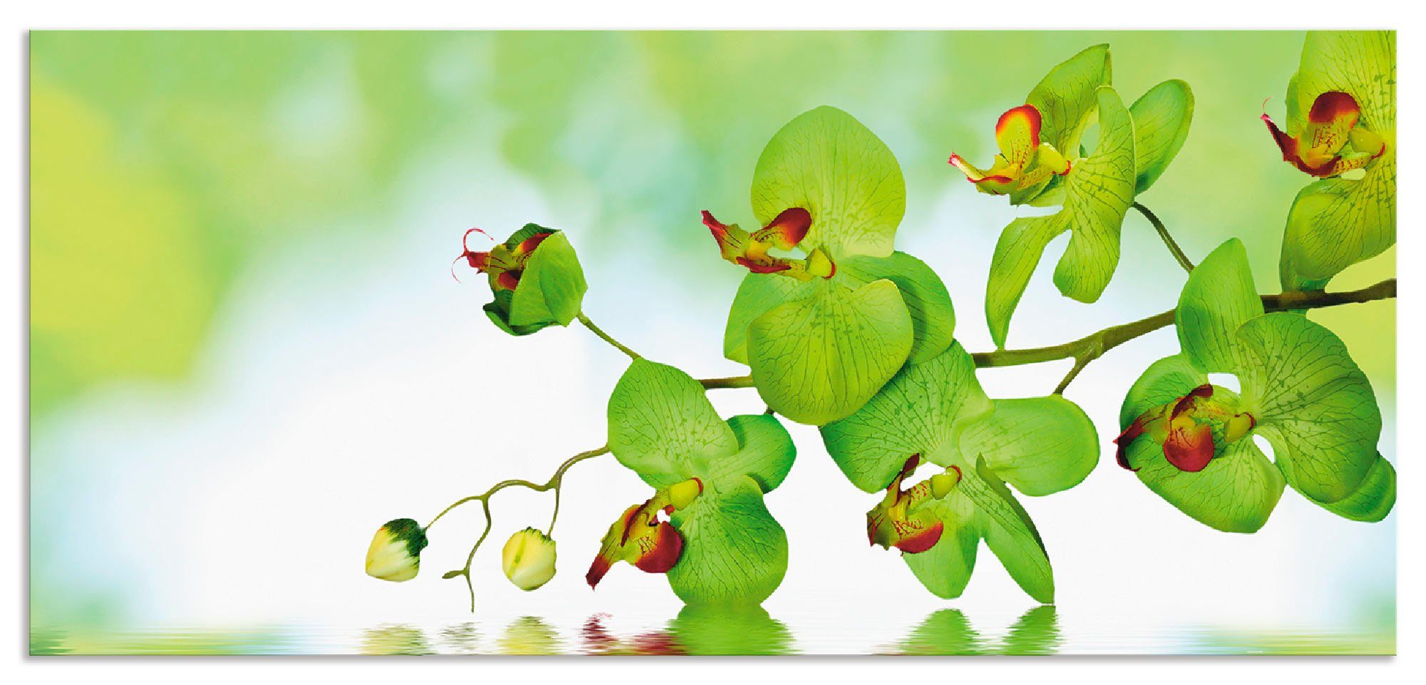 Artland Keukenwand Mooie orchidee met groene achtergrond zelfklevend in vele maten - spatscherm keuken achter kookplaat en spoelbak als wandbescherming tegen vet, water en vuil - a