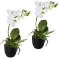 creativ green kunstorchidee vlinderorchidee set van 2, in een plastic pot (2 stuks) wit