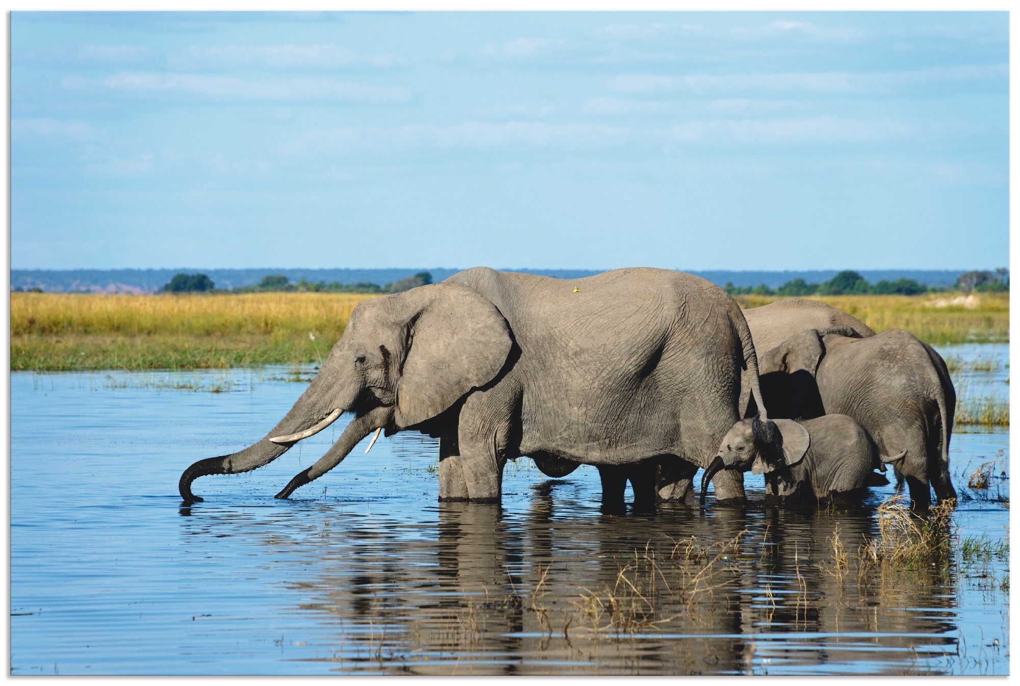 Artland Artprint Afrikaanse olifanten in Chobe rivier in vele afmetingen & productsoorten - artprint van aluminium / artprint voor buiten, artprint op linnen, poster, muursticker /