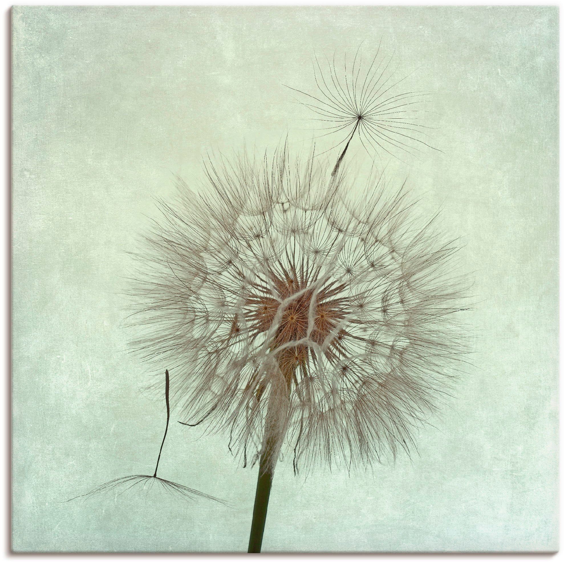 Artland artprint Pusteblume II