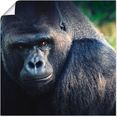 artland artprint gorilla in vele afmetingen  productsoorten -artprint op linnen, poster, muursticker - wandfolie ook geschikt voor de badkamer (1 stuk) zwart