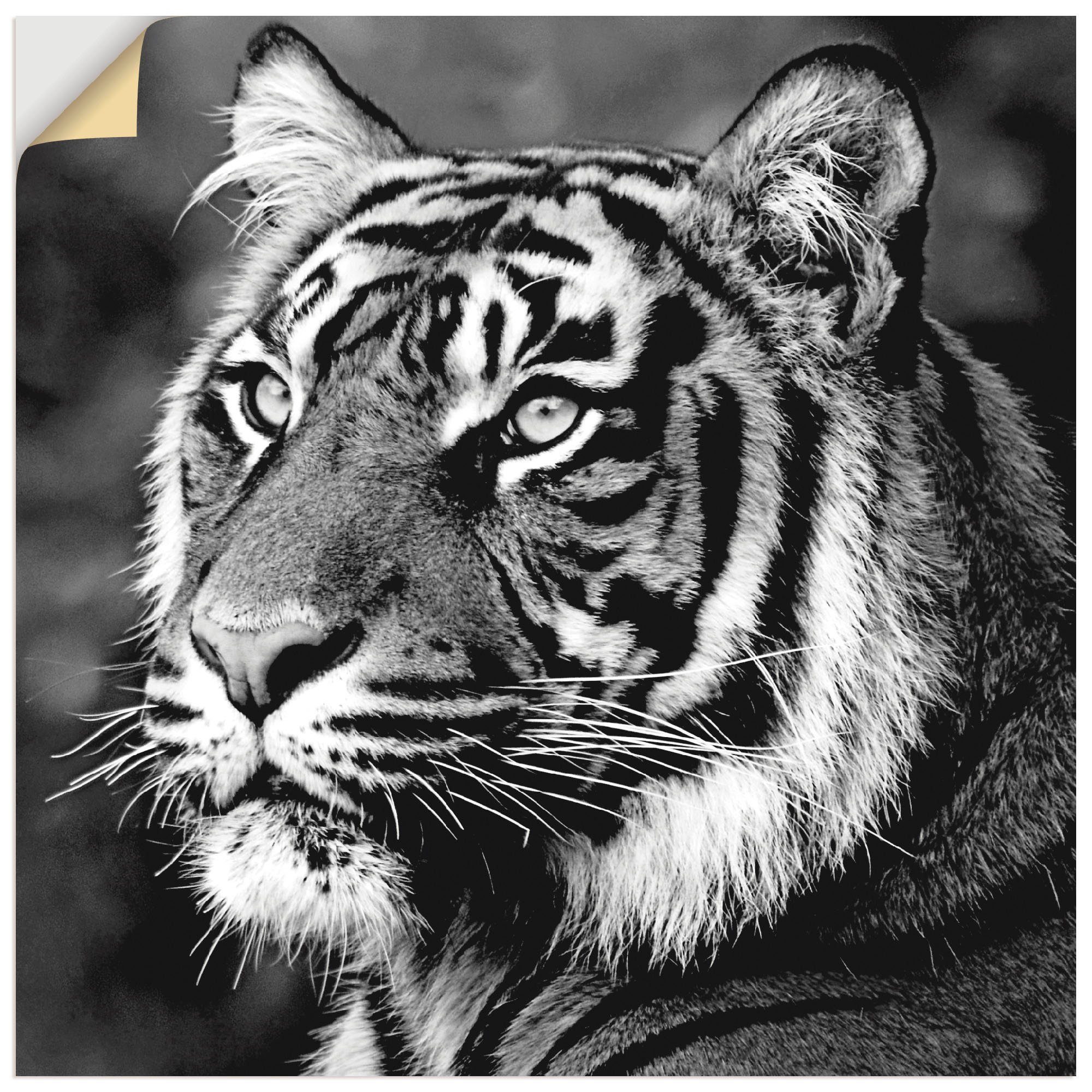 Artland Artprint Tijger als artprint op linnen, poster, muursticker in verschillende maten foto schilderijen maat 50 cm x 50 cm zwart