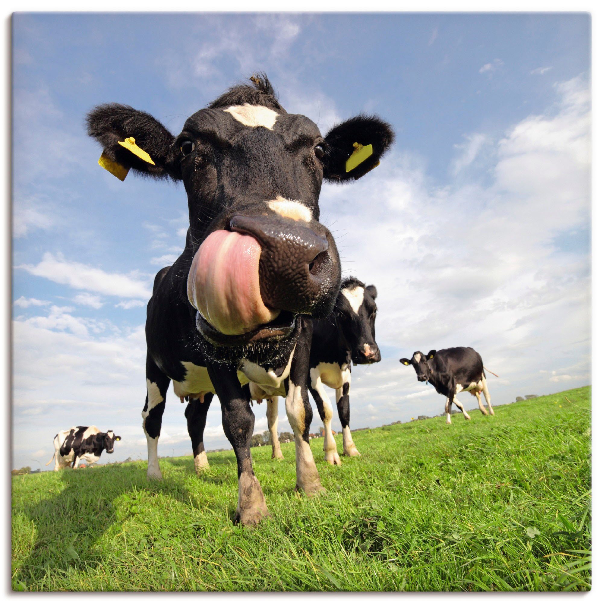 Artland Artprint Holstein-koe met enorme tong in vele afmetingen & productsoorten - artprint van aluminium / artprint voor buiten, artprint op linnen, poster, muursticker / wandfol