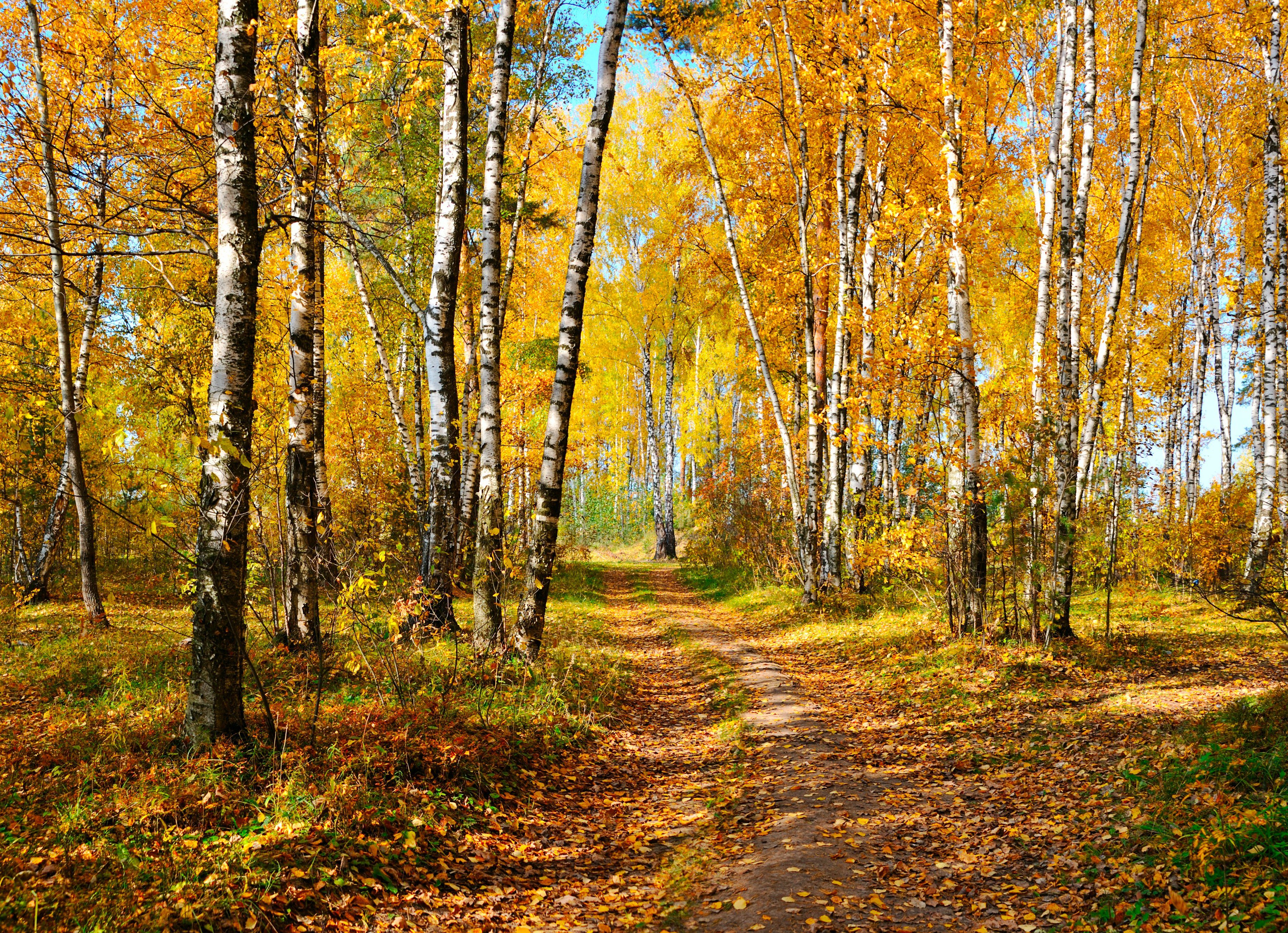 Papermoon Fotobehang Autumn Forest