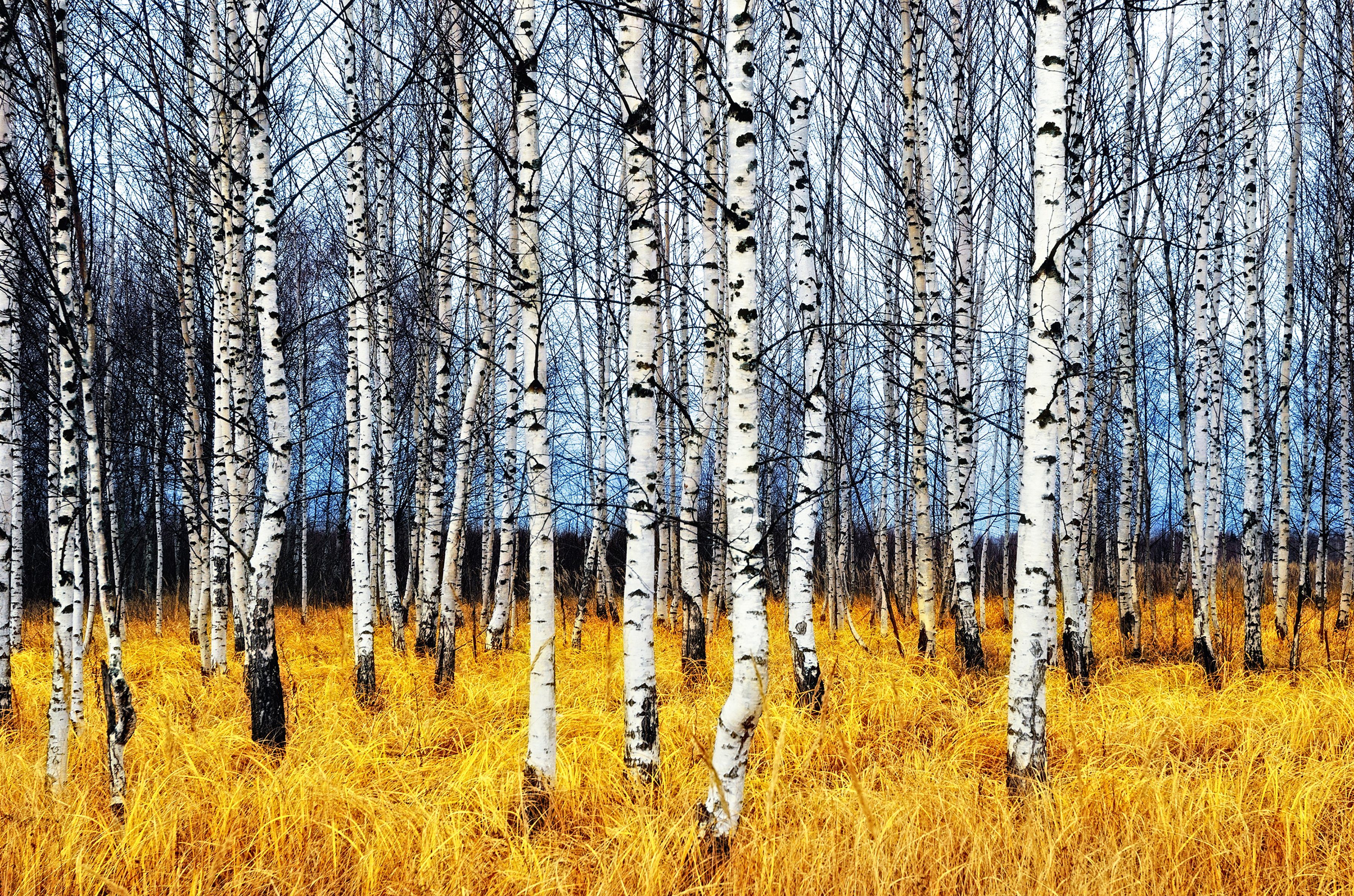 Papermoon Fotobehang Autumn Birch Grove