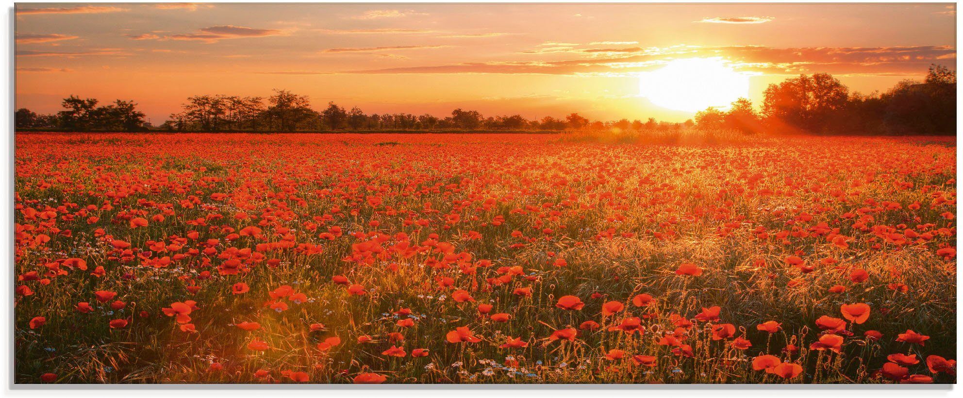 Artland Print op glas Klaprozenveld bij zonsondergang (1 stuk)