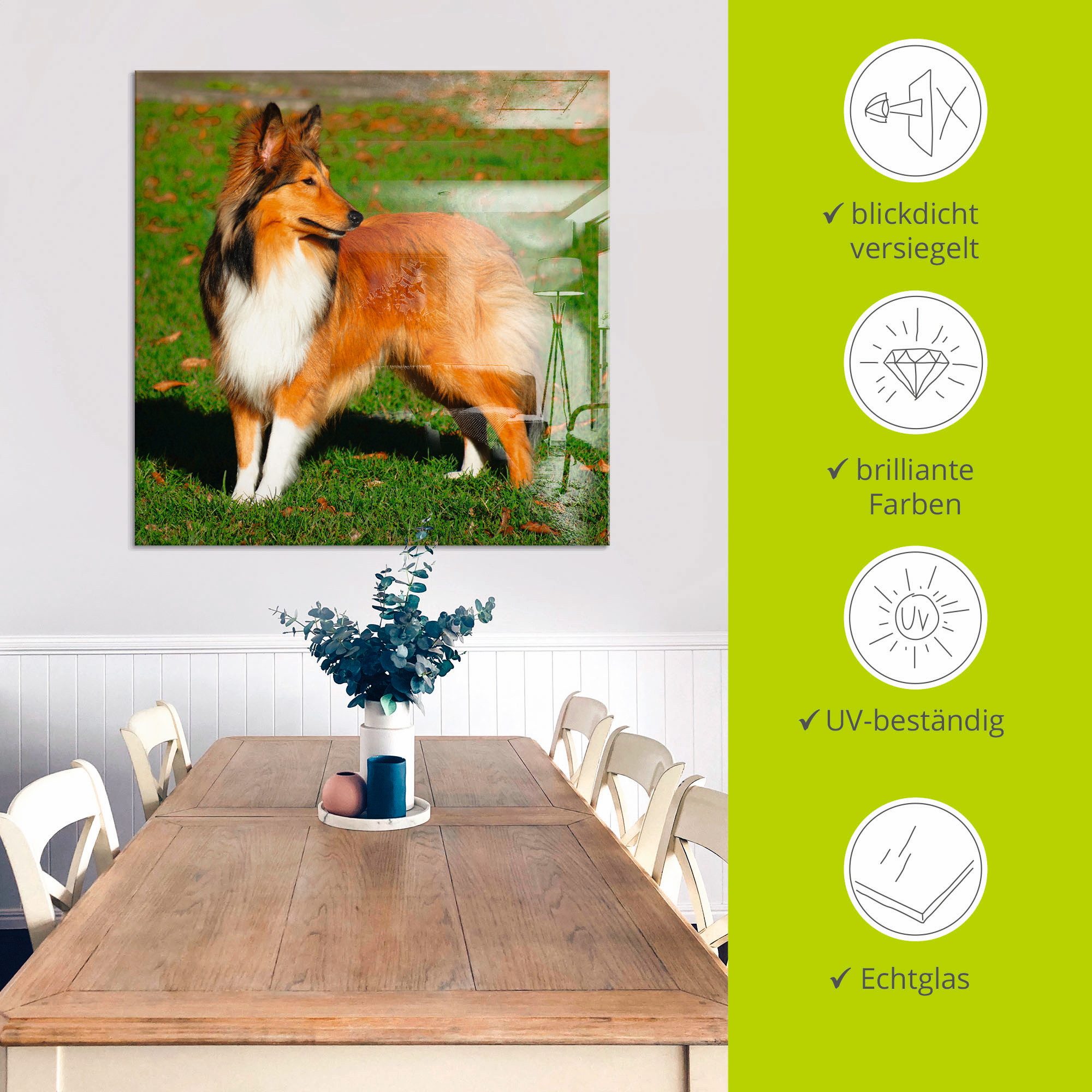 Artland Print op glas Amerikaanse collie in verschillende maten
